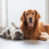 Animal Law Express 2026